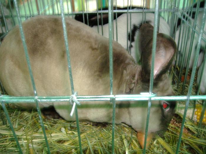 DISZNOVAGAS KEPEK 236