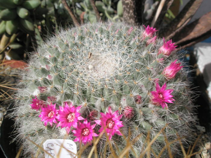 Mammillaria hahniana 15.05