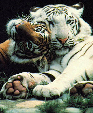 tigri - Poze cu animale
