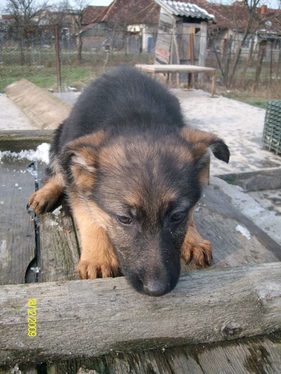 catei ciobanesc german - ciobanesc german