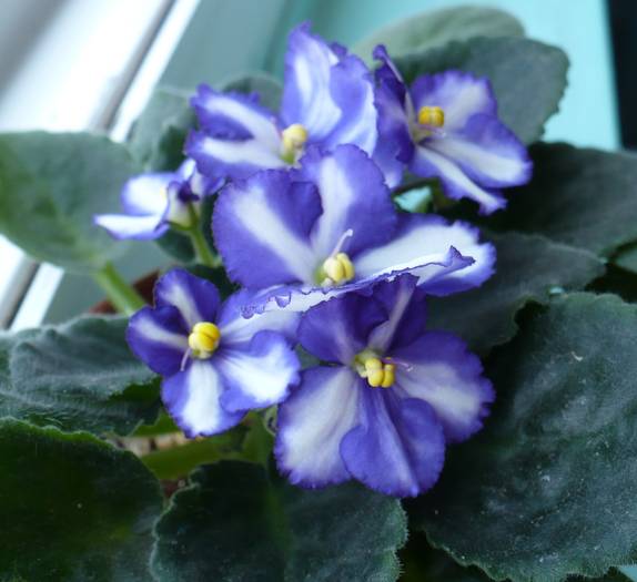 P1130783 - Saintpaulia - violete de camera