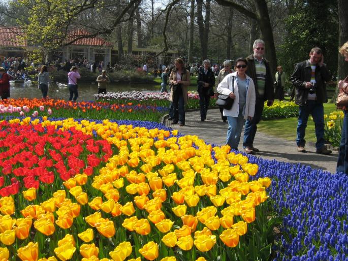 IMG_3446 - KEUKENHOF-OLANDA