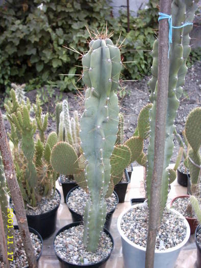 cactusi