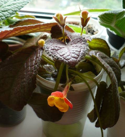 Fire Lizard - Episcia 2009 - 2010 - 2012 - 2014