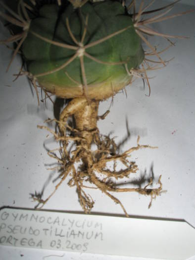 Gymnocalycium pseudotillianum