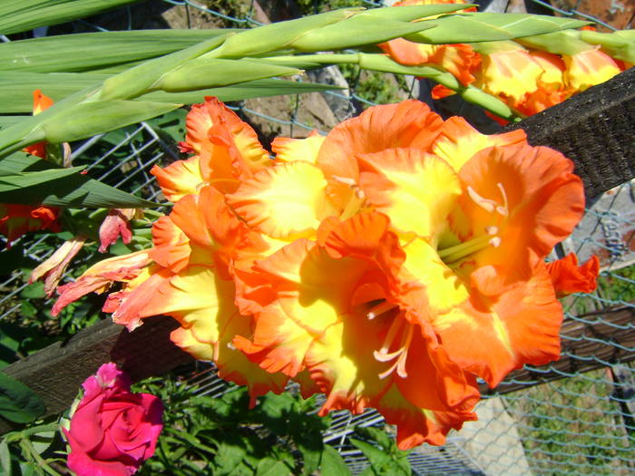 DSC02093 - gladiole