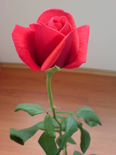 DSC01610 - Trandafiri