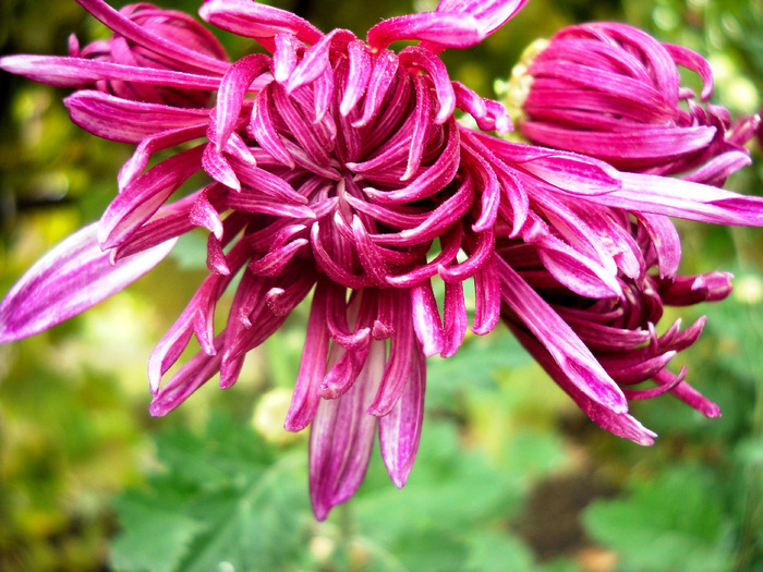 Picture 173 - flori dragute