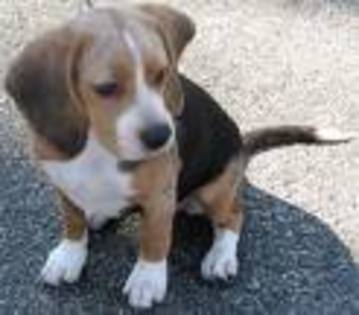 beagle 6 - Beagle puppy