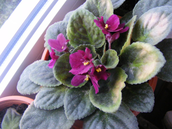 VIOLETA - FLORI 2009