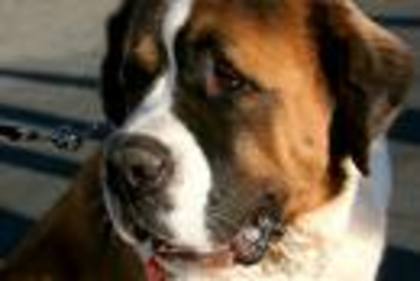 Saint Bernard - Saint Bernard