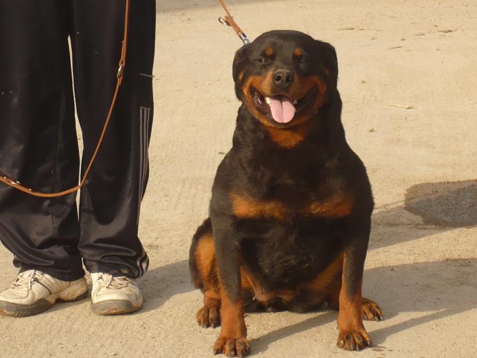 TYRA - CAINI-ROTTWEILER-FEMELA-Tyra v hause onul