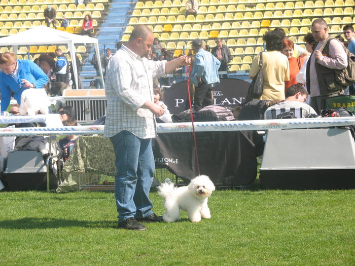 IMG_4801 - bichon frise