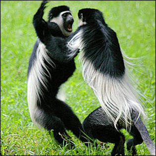 _44058312_monkeys300300[1] - animale