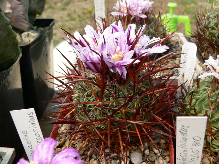 echinofossulocactus_tetraxiphus - genul Echinofossulocactus - Stenocactus