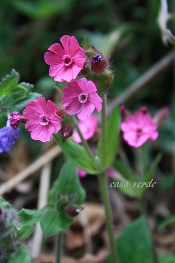 Silene dioica - frumuseti salbatice