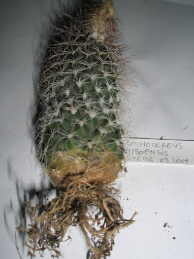 Echinocereus chrisoensis - RADACINI de cactus