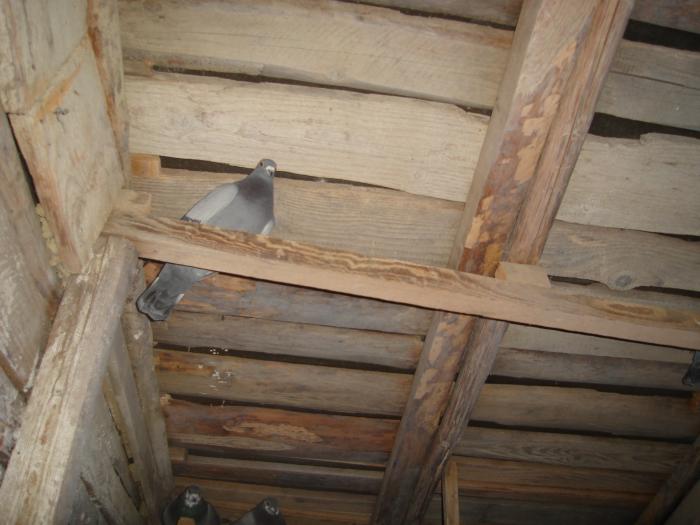 DSC05917; Acolo mi-a supravietuit singurul porumbel in 2004 dupa un atac al dihorului. Victime: 16 porumbei
