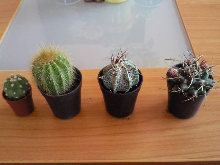 cactusi , mai 09 - Colectie cactusi