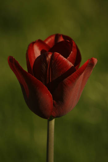 Jan Reus - garden 2009