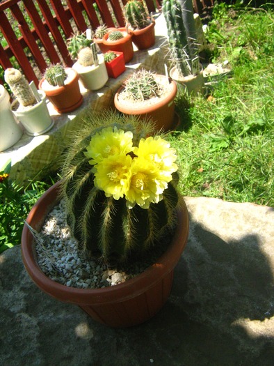 parodia claviceps - cactusii mei