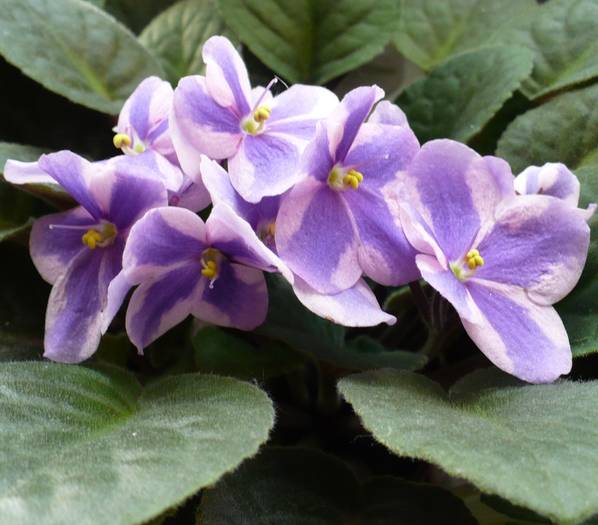 P1120468 - Saintpaulia - violete de camera