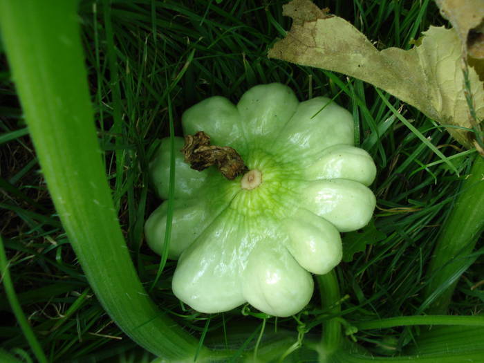 Pattison Squash (2009, August 04)