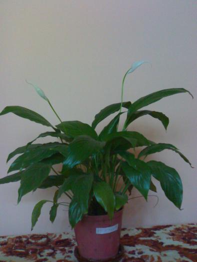 Spathi - Spathiphyllum 2009