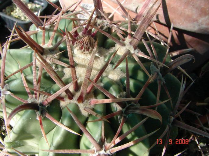 Echinocactus texensis