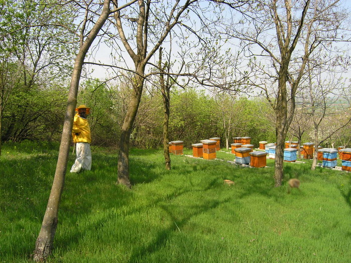 P4091994 - Majevic profesional apicultor