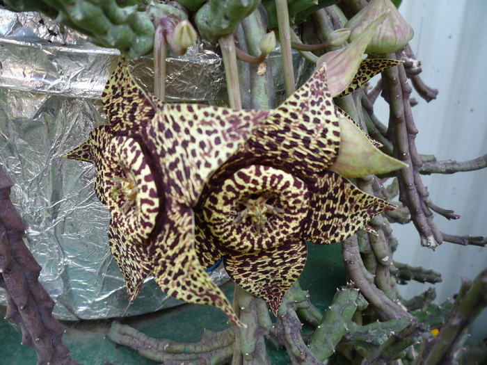 P1010578 - dragele mele flori 2009