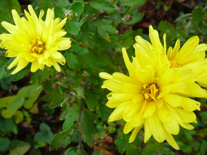 P1010328 - Gradina flori