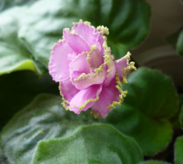 P1160486