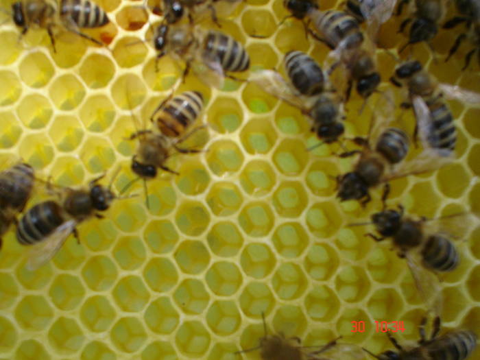 DSC05977 - ALBINUTZELE MELE