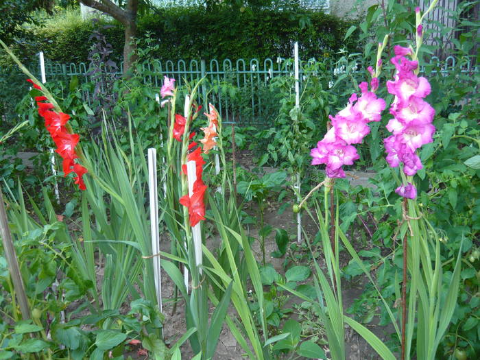 P1000915 - GLADIOLE SI CRINI