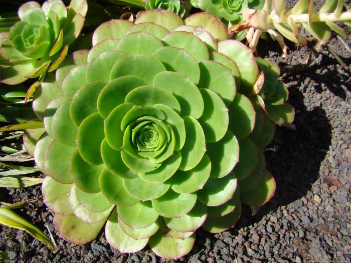 aeonium_spathulatum_3