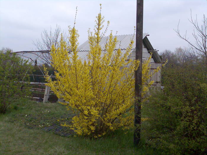 forzitie, ploaie de aur, 2010; Forsythia suspensa
