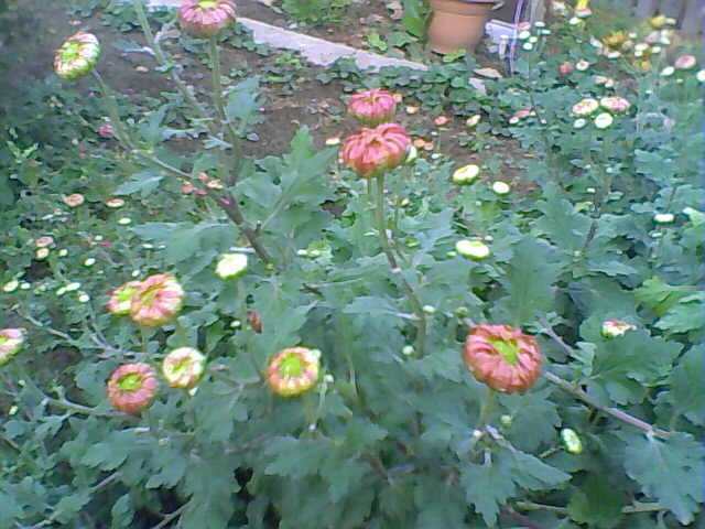 Picture 010 - crizanteme tufanele