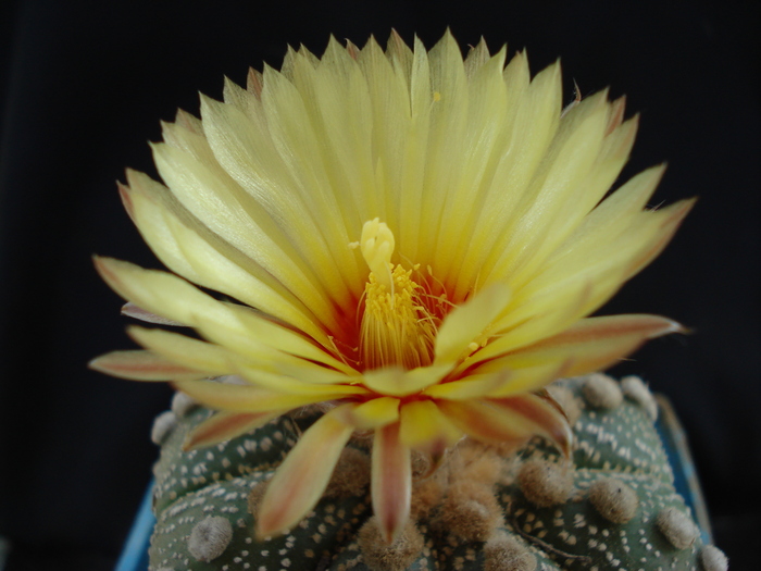 Astrophytum asterias