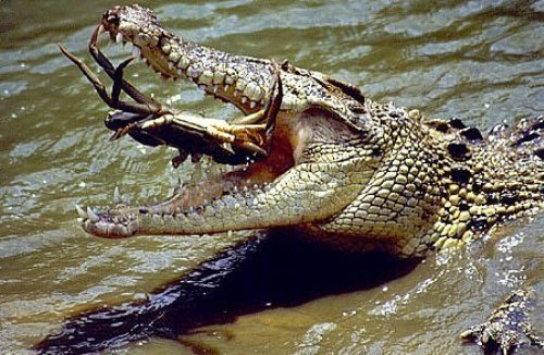 atac-crocodil - crocodili
