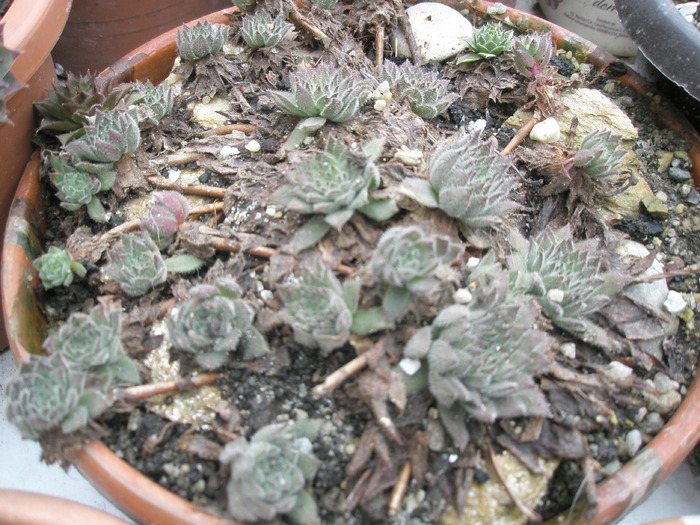 Sempervivum pufos - 16.01 - plante de exterior - 2009 - 2010