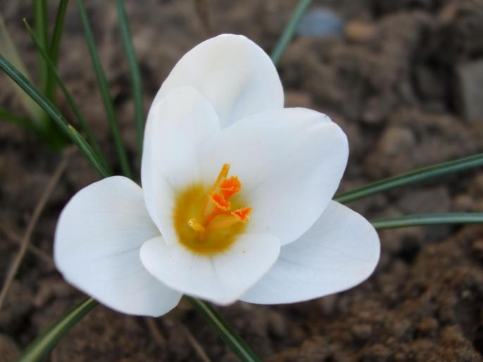 crocus