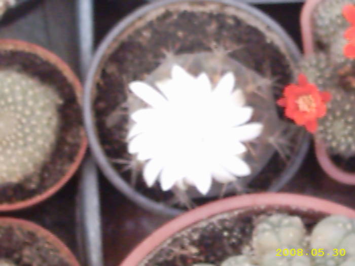25-Gymnocalycium asterium ? - cactusi