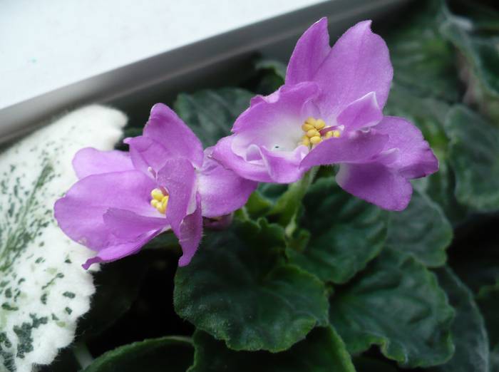 P1140372 - Saintpaulia - violete de camera