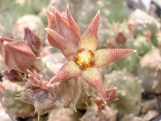 Pyaranthus foetidus - Asclepiadaceae