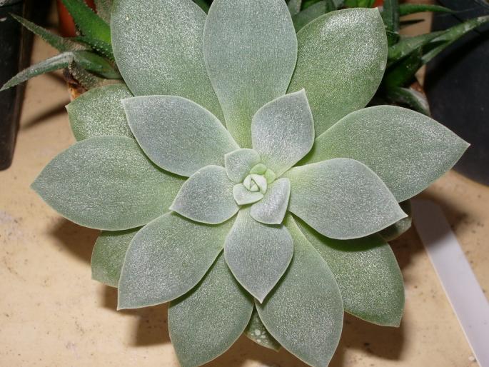 Echeveria