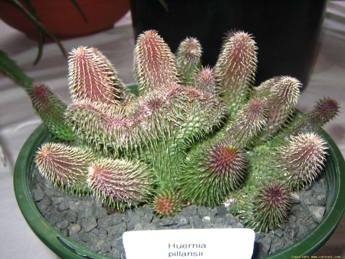 huernia_pillansii_peter__karen_sherman