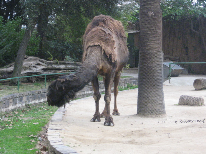 ORLZTSXPPPXZMJPQBDX - gradina zoologica din spania 2008