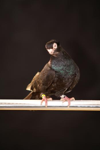 Picture 065 - jucatori de constanta