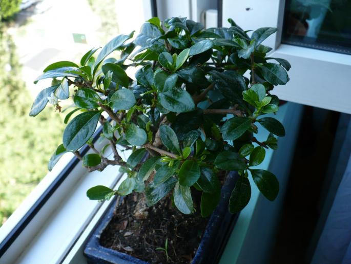bonsai (Ficus Carmona)